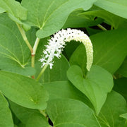 Saururus cernuus | Lizard’s‑tail | Marginal Plant