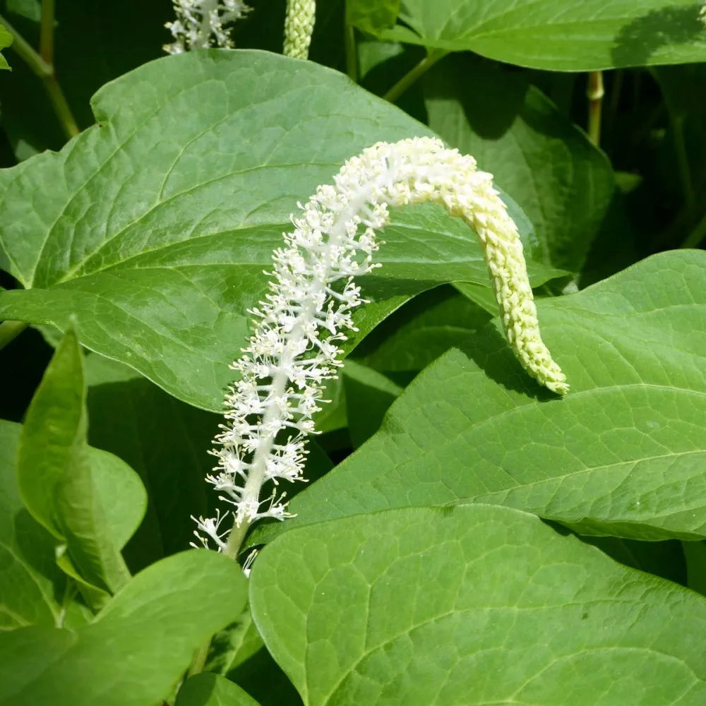 Saururus cernuus | Lizard’s‑tail | Marginal Plant