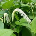 Saururus cernuus | Lizard’s‑tail | Marginal Plant