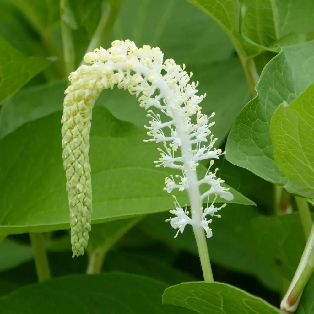 Saururus cernuus | Lizard’s‑tail | Marginal Plant