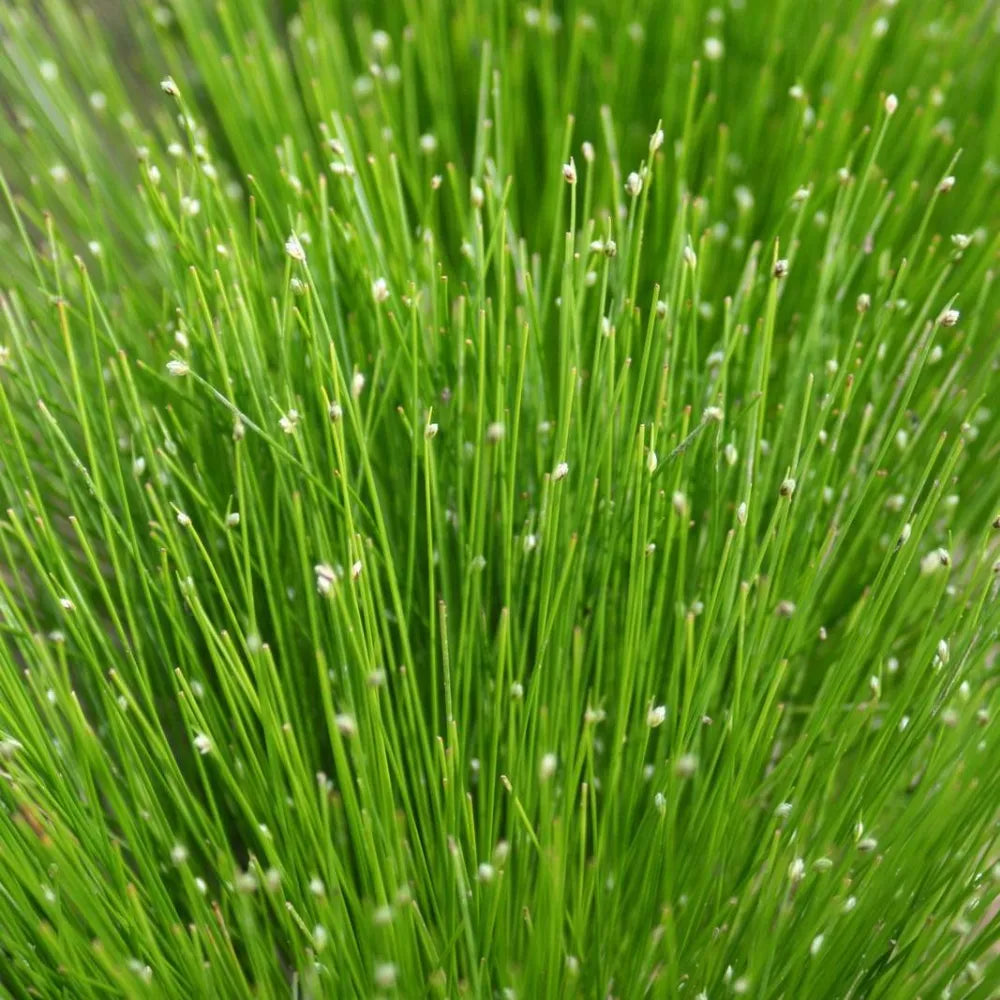 Scirpus cernuus (= Isolepis cernua) | Fibre‑optic plant | Oxygenating Marginal Plant