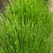 Scirpus cernuus (= Isolepis cernua) | Fibre‑optic plant | Oxygenating Marginal Plant