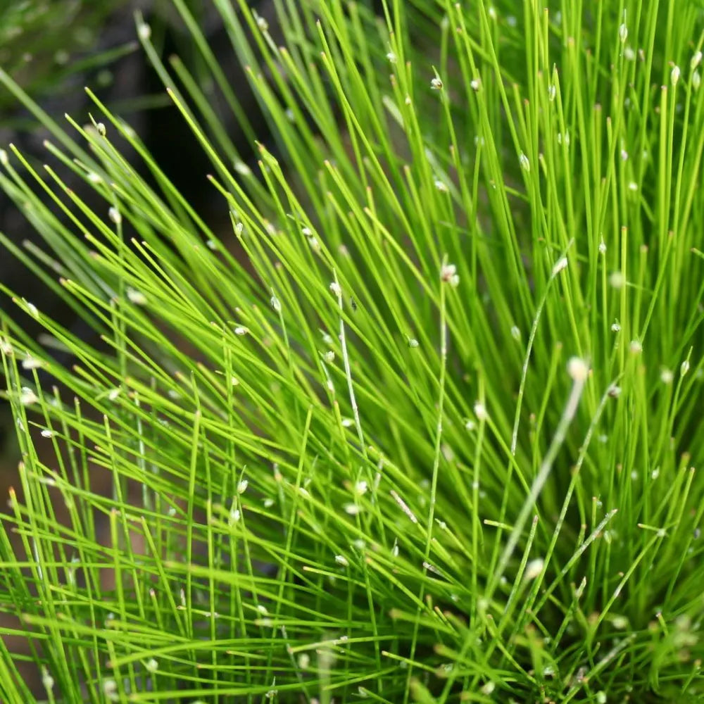Scirpus cernuus (= Isolepis cernua) | Fibre‑optic plant | Oxygenating Marginal Plant