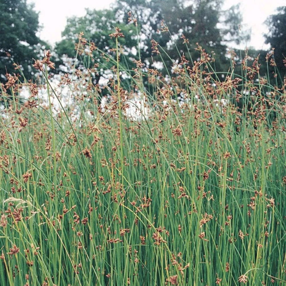Scirpus lacustris (= Schoenoplectus) | Common bulrush / great club‑rush | Marginal Plant