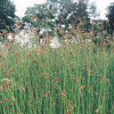 Scirpus lacustris (= Schoenoplectus) | Common bulrush / great club‑rush | Marginal Plant