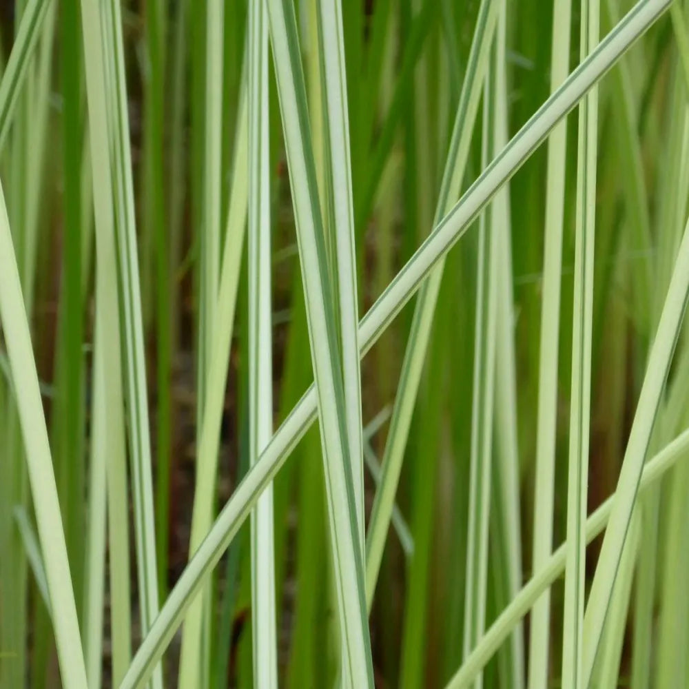 Scirpus lacustris (= Schoenoplectus) | Common bulrush / great club‑rush | Marginal Plant