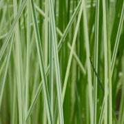 Scirpus lacustris (= Schoenoplectus) | Common bulrush / great club‑rush | Marginal Plant
