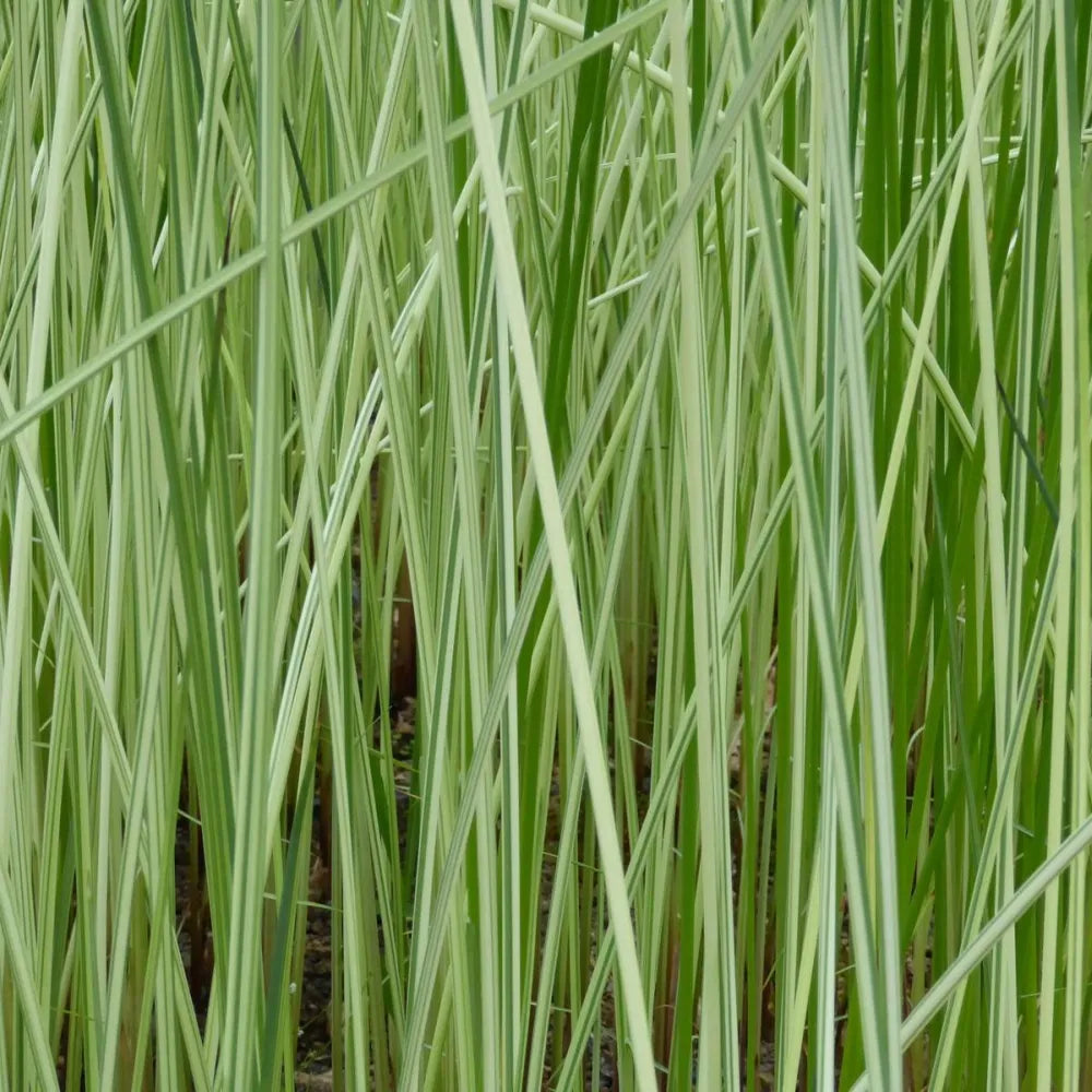 Scirpus lacustris (= Schoenoplectus) | Common bulrush / great club‑rush | Marginal Plant