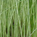 Scirpus lacustris (= Schoenoplectus) | Common bulrush / great club‑rush | Marginal Plant