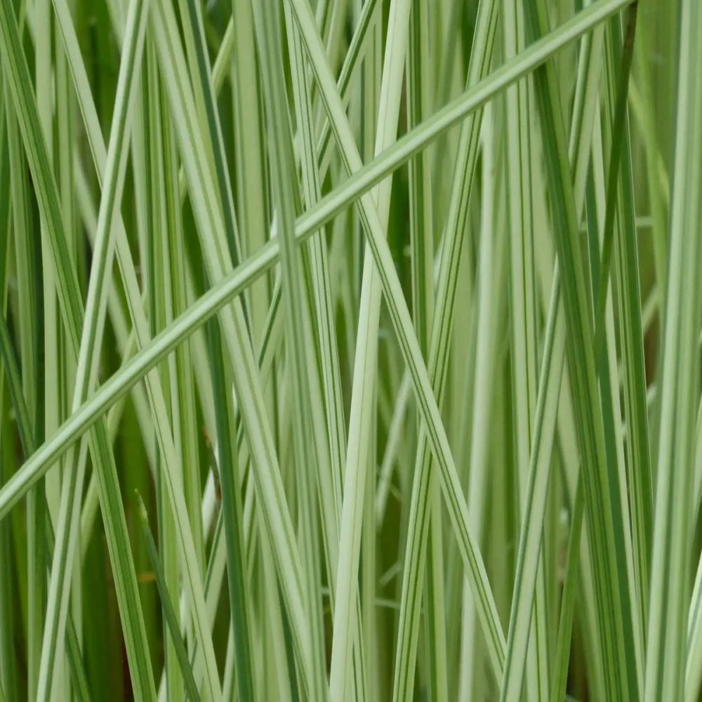 Scirpus lacustris (= Schoenoplectus) | Common bulrush / great club‑rush | Marginal Plant
