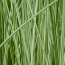Scirpus lacustris (= Schoenoplectus) | Common bulrush / great club‑rush | Marginal Plant