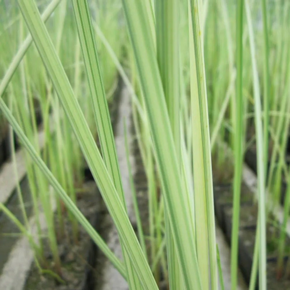 Scirpus lacustris (= Schoenoplectus) | Common bulrush / great club‑rush | Marginal Plant