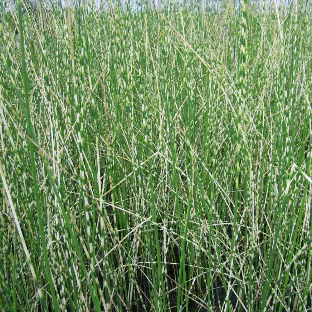Scirpus lacustris (= Schoenoplectus) | Common bulrush / great club‑rush | Marginal Plant