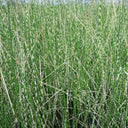 Scirpus lacustris (= Schoenoplectus) | Common bulrush / great club‑rush | Marginal Plant