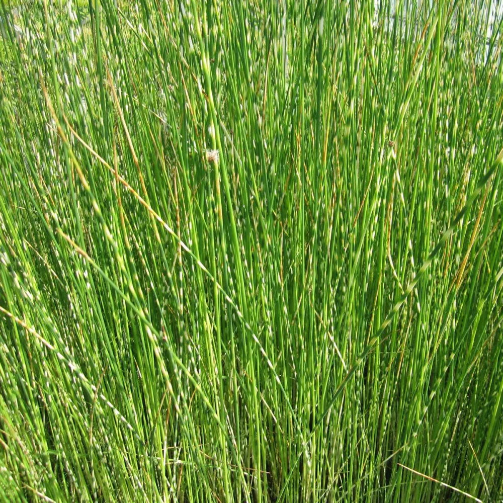 Scirpus lacustris (= Schoenoplectus) | Common bulrush / great club‑rush | Marginal Plant