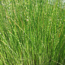 Scirpus lacustris (= Schoenoplectus) | Common bulrush / great club‑rush | Marginal Plant