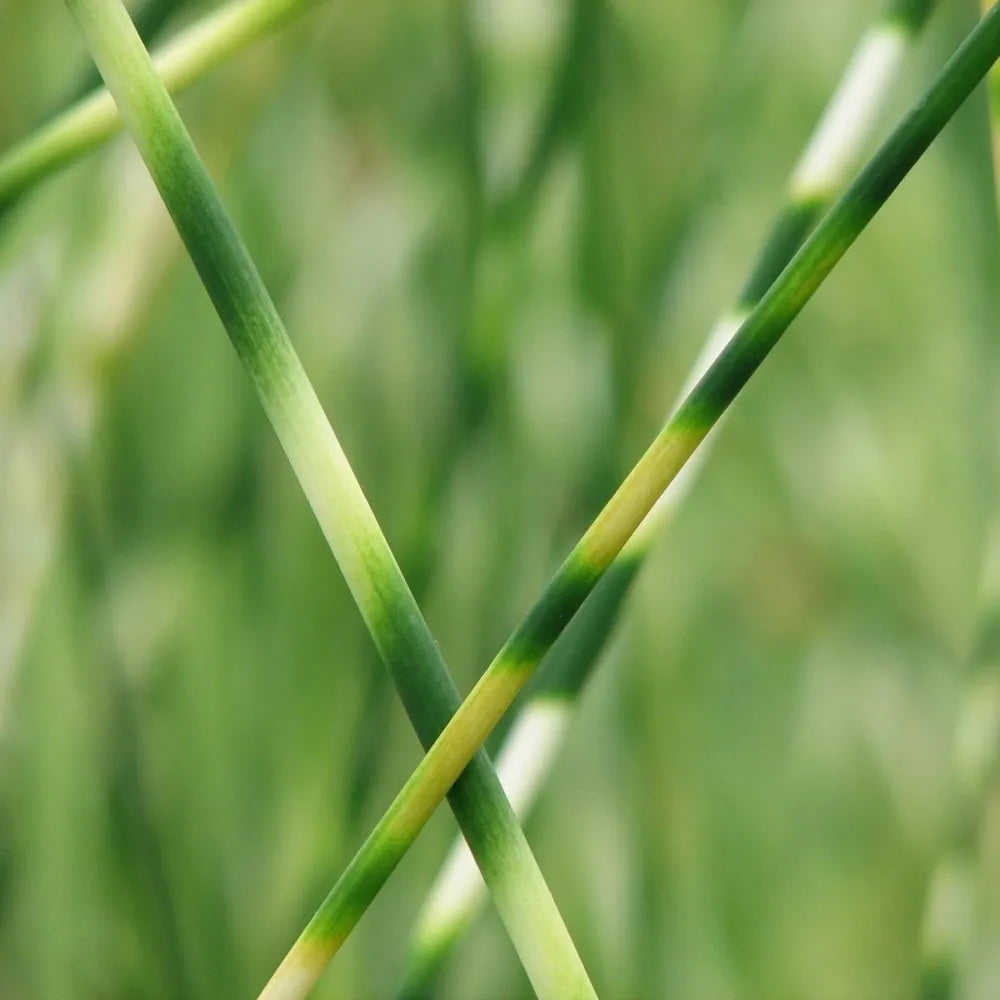 Scirpus lacustris (= Schoenoplectus) | Common bulrush / great club‑rush | Marginal Plant