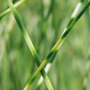 Scirpus lacustris (= Schoenoplectus) | Common bulrush / great club‑rush | Marginal Plant