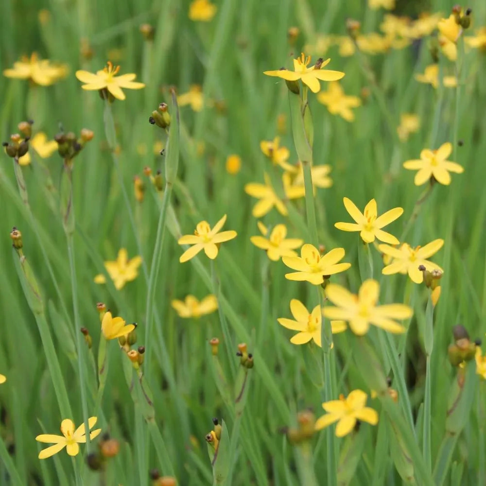 Sisyrinchium californicum | Yellow‑eyed grass | Marginal Plant – Woven Wood