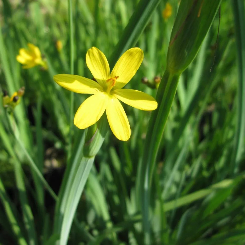 Sisyrinchium californicum | Yellow‑eyed grass | Marginal Plant – Woven Wood