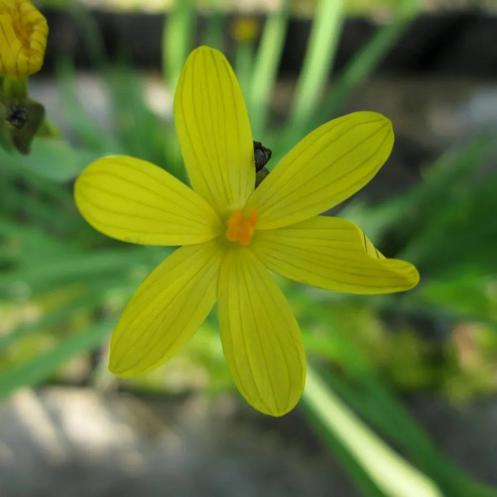 Sisyrinchium californicum | Yellow‑eyed grass | Marginal Plant