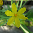 Sisyrinchium californicum | Yellow‑eyed grass | Marginal Plant