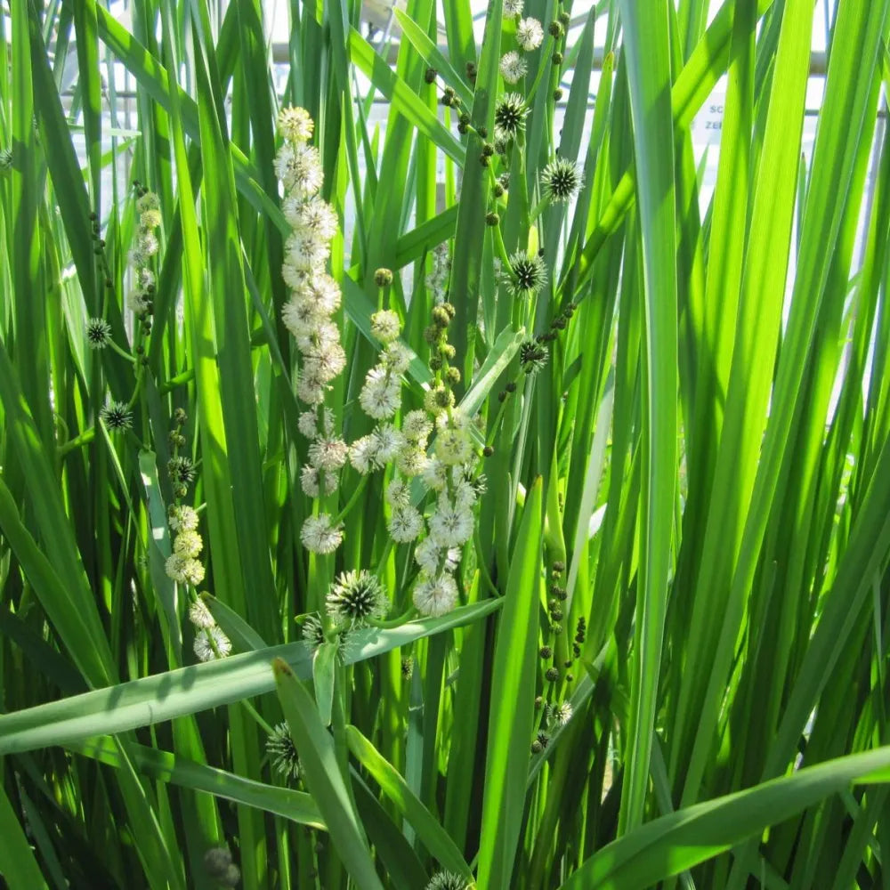 Sparganium erectum | Branched bur‑reed | Marginal Plant – Woven Wood