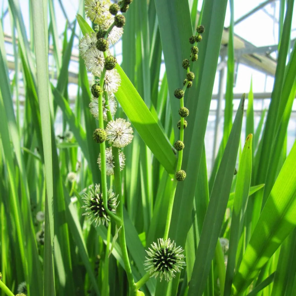 Sparganium erectum | Branched bur‑reed | Marginal Plant
