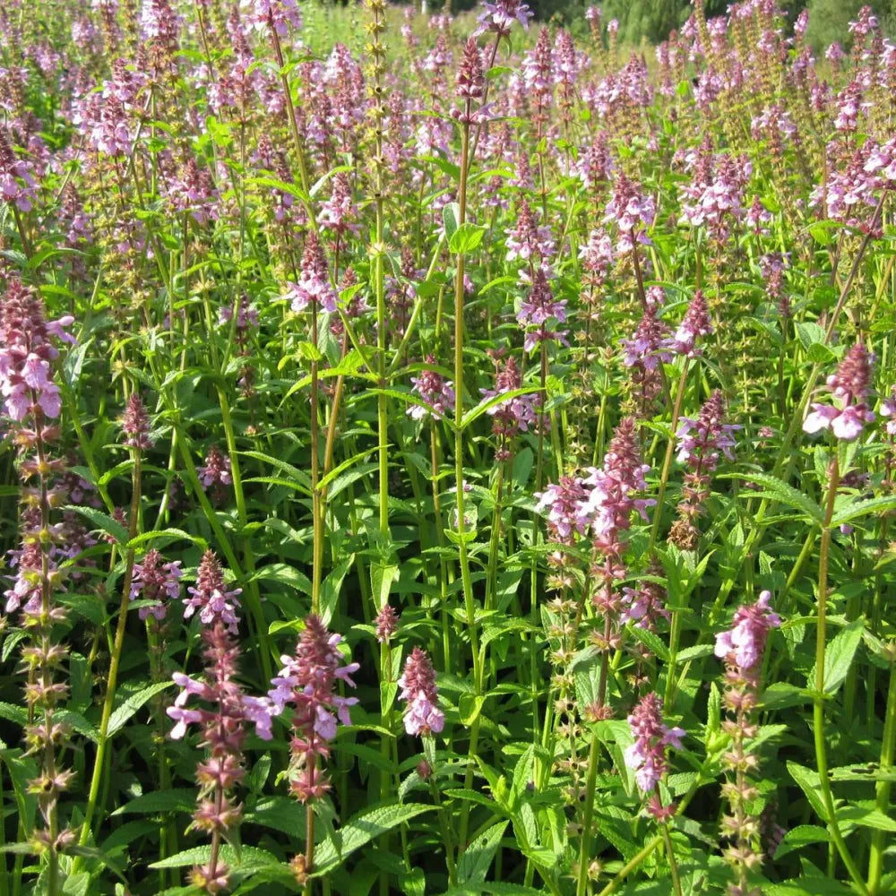 Stachys palustris | Marsh woundwort | Marginal Plant