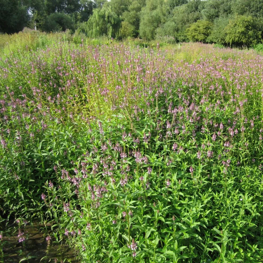 Stachys palustris | Marsh woundwort | Marginal Plant