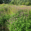 Stachys palustris | Marsh woundwort | Marginal Plant