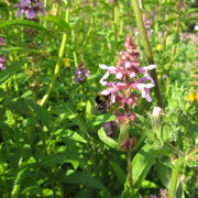 Stachys palustris | Marsh woundwort | Marginal Plant