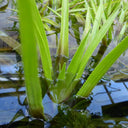 Stratiotes aloides | Water soldier | Marginal Plant