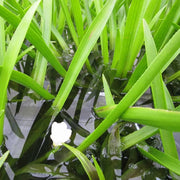 Stratiotes aloides | Water soldier | Marginal Plant