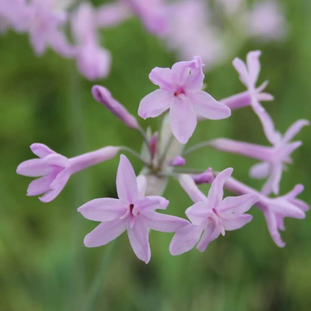 Tulbaghia violacea | Society garlic | Marginal Plant