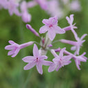 Tulbaghia violacea | Society garlic | Marginal Plant