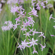Tulbaghia violacea | Society garlic | Marginal Plant