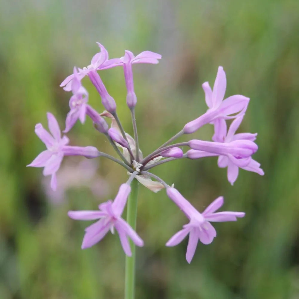 Tulbaghia violacea | Society garlic | Marginal Plant