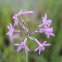 Tulbaghia violacea | Society garlic | Marginal Plant