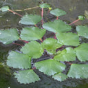 Trapa natans | Water chestnut | Floating Plant
