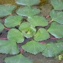 Trapa natans | Water chestnut | Floating Plant