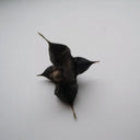 Trapa natans | Water chestnut | Floating Plant