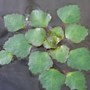 Trapa natans | Water chestnut | Floating Plant