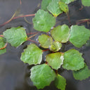 Trapa natans | Water chestnut | Floating Plant
