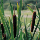 Typha angustifolia | Narrow‑leaf cattail | Marginal Plant