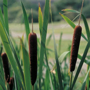 Typha angustifolia | Narrow‑leaf cattail | Marginal Plant
