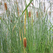 Typha gracilis | Slender cattail | Marginal Plant