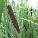 Typha latifolia | Broad‑leaf cattail (bulrush) | Marginal Plant