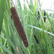 Typha latifolia | Broad‑leaf cattail (bulrush) | Marginal Plant