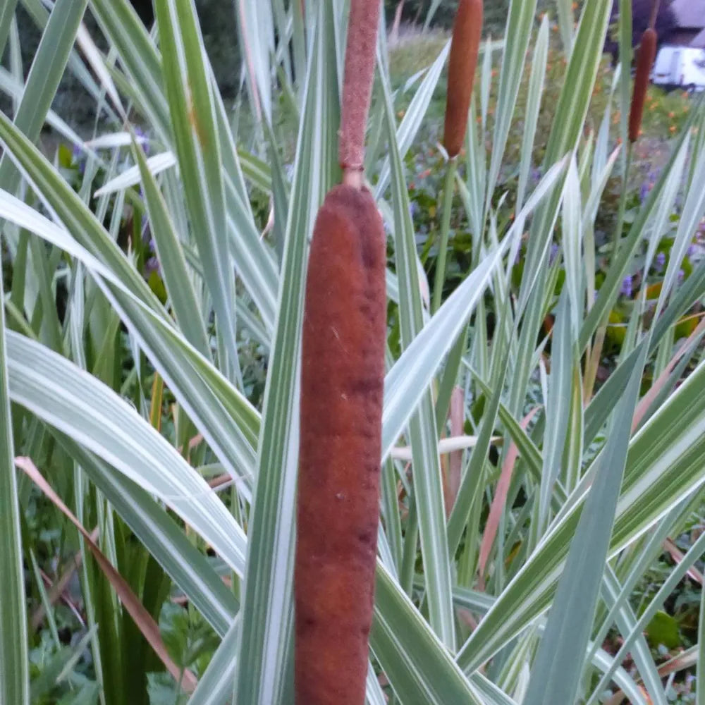 Typha latifolia ‘Variegata’ | Variegated cattail | Marginal Plant